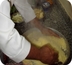 cours de cuisine au riad, une occasion de découvrir l'art de vivre au maroc