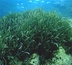 caulerpe - algue invasive en méditerranée