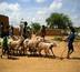 aopp : améliorer les conditions de vie des producteurs au mali .