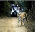 l'écotourisme en inde : protection des tigres et des communautés rurales indiennes