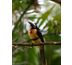 costa rica découverte - agence française de voyage responsable et d'écotourisme au costa rica