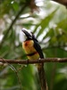 Costa Rica Découverte