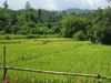 Balade bucolique en Thaïlande