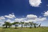 Kenya, l'intégrale !