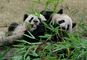Sichuan, au pays du Panda