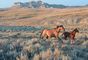 Mustangs et pépites d´or