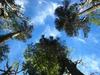 Araucarias