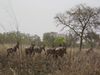 Nord du Benin - Parcs nationau