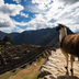 du pacifique aux montagnes de vilcabamba