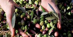 olio, vini e arti
