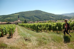 la traversée des grands crus du beaujolais