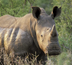 cap sur la savane