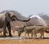 safaris en famille au parc kruger