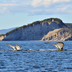 safari en gaspésie