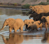 safaris en liberté au parc kruger