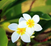 la réunion : splendeur naturelle