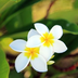 la réunion : splendeur naturelle