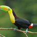 circuit toucan : entre deux mers