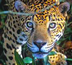 circuit jaguar : le costa rica authentique
