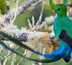 circuit quetzal : rencontre au cœur de la nature