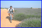 autour de valensole  - haute provence