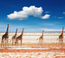 les grands classiques, d'etosha à fish river canyon (lodge)
