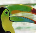 volcans, toucans & cie