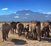 du masai mara à l'océan indien