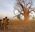 baobabs et balafons