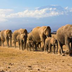 safaris, savane et tralala !