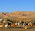 le bonheur est dans la steppe