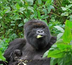 gorilles et merveilles de l'ouganda