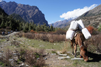 tibet, sur la piste de l'or blanc