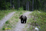 ours et loups des abruzzes...