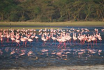 des grands parcs du nord de la tanzanie aux grands lacs kenyans