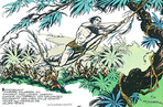 sur les traces de tarzan