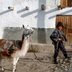 la foire aux lamas