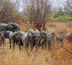 safari de l'ouest africain (bénin+ burkina faso)