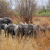 safari de l'ouest africain