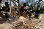 masaïs et bushmen hadzabe