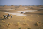dunes et palmeraies de l'oued drâa