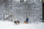 huskies, malamuts et cabanes