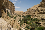 voyage à travers les oliveraies de palestine
