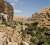 voyage à travers les oliveraies de palestine