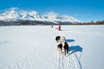 yukon, l'appel du loup