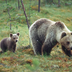 a l'affût des ours bruns