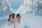 traîneau à chiens dans la forêt boréale