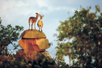 essences sud-africaines : kruger et swaziland