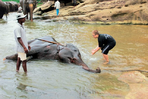 bouddhas et éléphants du sri lanka