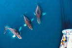 faune et glaces de l'antarctique